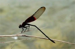 Hetaerina americana - American Rubyspot Damselfly